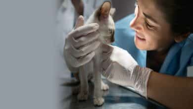 Veterinary Practices