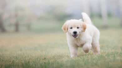 Golden Retriever Puppy
