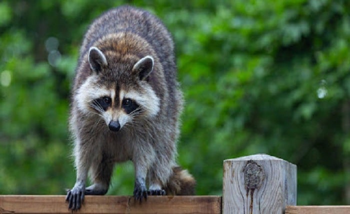 Raccoon Removal 