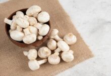 mushroom farm equipment