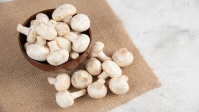 mushroom farm equipment